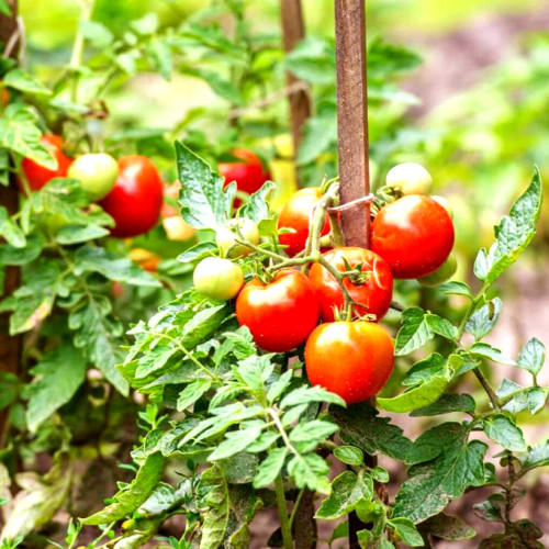 Subvenții pentru producătorii de tomate din Brăila