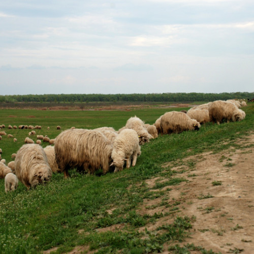 Pesta micilor rumegătoare alertă autoritățile din județul Brăila