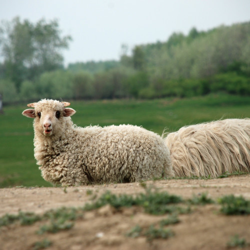 Braila: Fermele de ovine și caprine nu au raportat cazuri de pestă