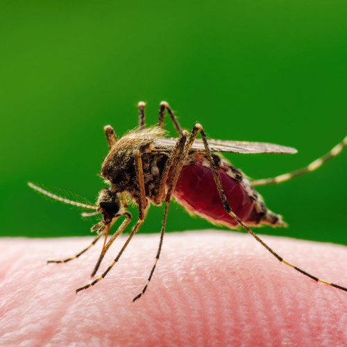 Caz de meningită provocată de virusul West-Nile confirmat în Brăila