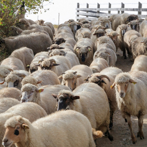 Probleme majore pentru fermierii români din sectorul ovine-caprine