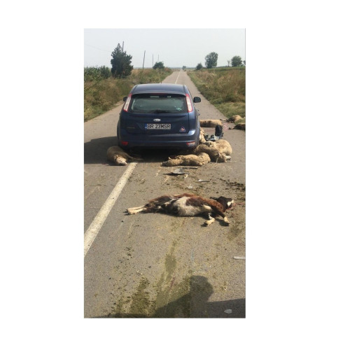 Accident grav între Zavoaia și Insuratei, mai multe ovine decedate