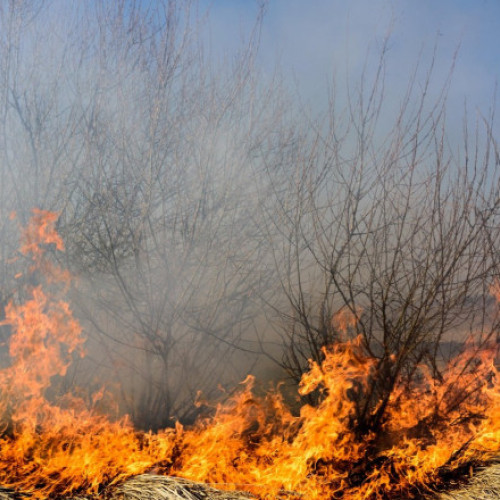 Seful DSU: Preotii vor ajuta la prevenirea incendiilor de vegetatie
