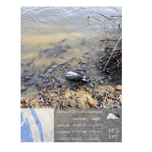 Boala de Newcastle nu mai reprezintă un pericol pentru gospodăriile din apropierea Parcului Natural Balta Mică a Brăilei