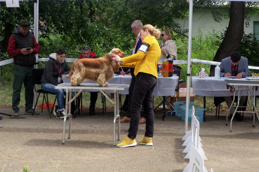 Image Description