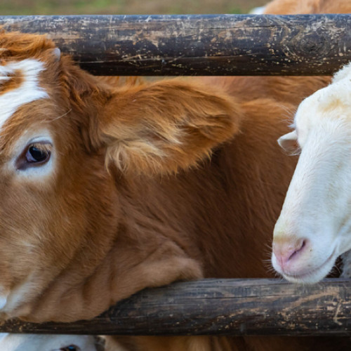 Situația epidemiologică din județul Brăila - Focare de boală inactivate