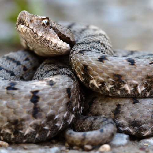Bărbat arestat pentru trafic ilegal de reptile și amfibieni în Mumbai