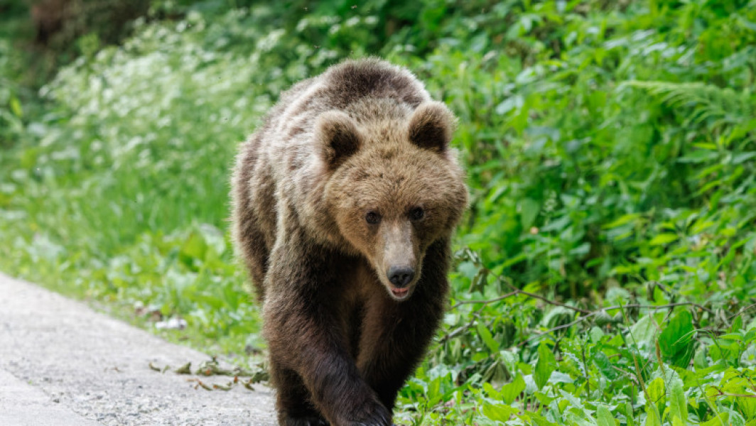 Un urs a fost observat în zona Cascadei Duruitoarea din masivul Ceahlău. Turiștii, avertizați prin mesaj RO-ALERT