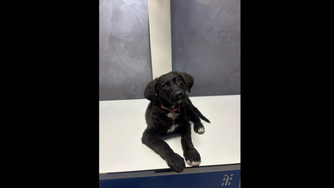 Bărbat reținut de polițiști după ce a bătut un pui de câine pe stradă, în București. Cățelul a fost dus la o clinică veterinară