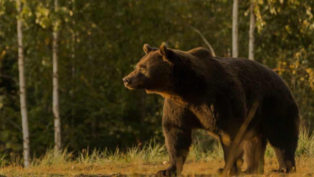 Cioban atacat de urs lângă o stână din județul Argeș. Este al treilea caz în decurs de o săptămână