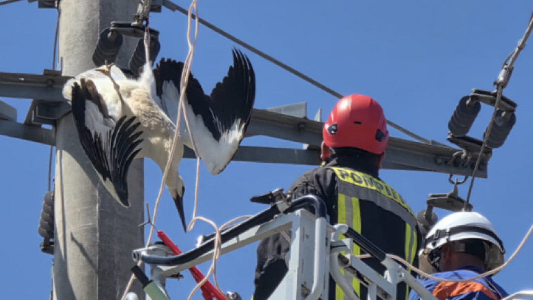 Video&Foto O barză a fost salvată în Giurgiu după ce şi-a prins picioarele într-un cablu de înaltă tensiune