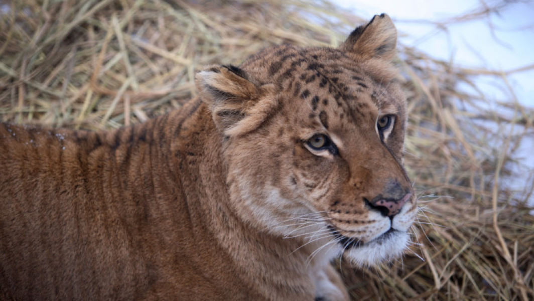 La Zaharești, un copil de 5 ani a fost mușcat de un ligru în parcul zoo