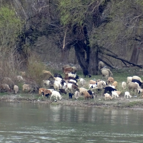 Cu animalele la păşunat, ilegal, în zona împădurită de pe malul Dunării