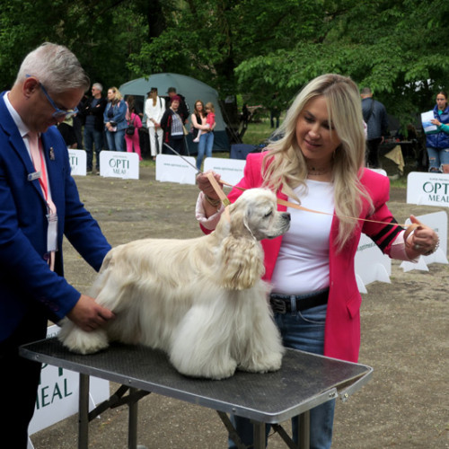 Frumusețea canină premiată la Brăila, la ”Cupa Dunării”