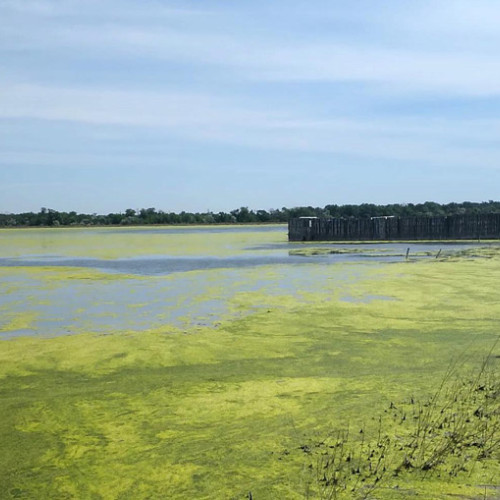 Lacul sărat, invadat de mătasea broaștei